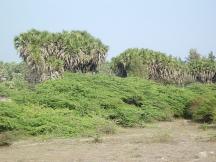 Hoka Trees Diu - Diu Hotels