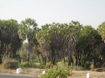 Hoka Trees Diu - Diu Hotels