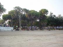 Nagoa Beach Hoka Trees - Diu Tourism